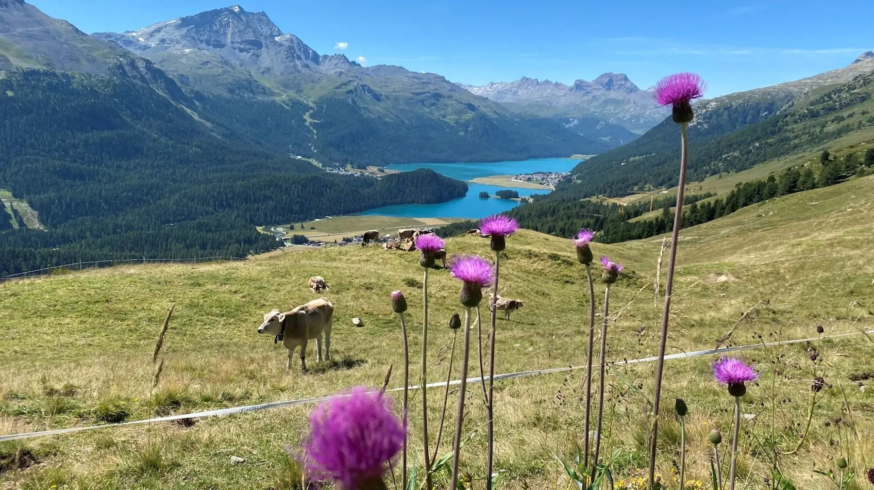 Engadin Sommer: Distelblüten und Kühe auf der Alpweide mit Blick auf den Silvaplanersee